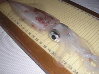 original_Calamar_01.jpg