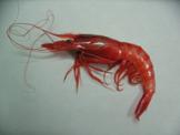 Aristeus antennatus.jpg