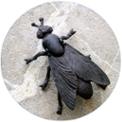 mosca.jpg