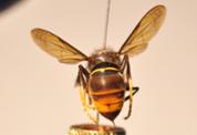 vespa_04.jpg