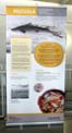 Exposici itinerant 
