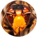 web-vespa.jpg