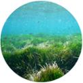 WEB-POSIDONIA.jpg