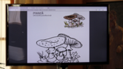 BIOBAL, una enciclopdia virtual al servei de la biodiversitat  - Foto: A.COSTA/UIB