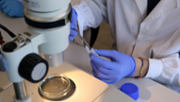 La primera detecci d'un cuc parsit atpic en els erions de les Illes Balears - Foto: A.COSTA/UIB