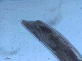 568365_figure-3.jpg