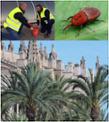 Imagen-picudo.jpg