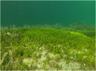 Praderies d'Halimeda incrassata a la badia de Palma -  Foto: F. Tomas