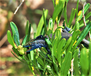 Sargantana balear menjant el fruit d'una olivella. Foto: Xavier Rotllan