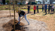 Sembrada simblica de dotze arbres al campus - Foto: A.Costa/UIB