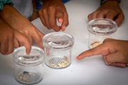 Taller d'identificaci d'insectes -  Foto: A.COSTA/UIB
