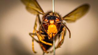 Exemplar de vespa asitica. Foto: M.A.Miranda/UIB