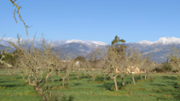 Camp d'ametllers amb smptomes de Xylella fastidiosa. Foto: Jlia Lpez