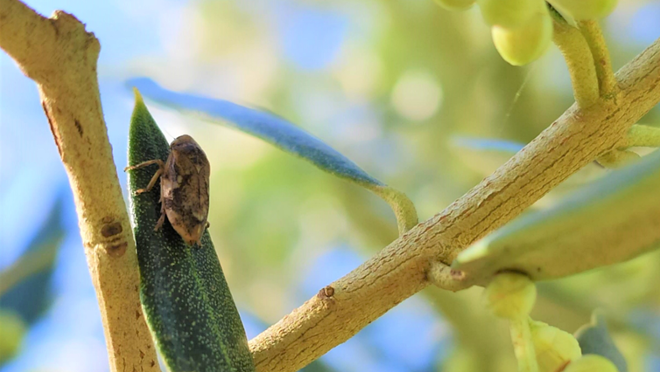 Adult de Philaenus spumarius, a una olivera. Foto: Júlia López