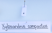 Xylosandrus compactus - FOTO: A.Costa/UIB