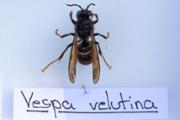 Vespa velutina - FOTO: A.Costa/UIB