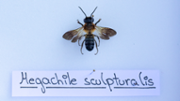 Megachile sculpturalis - FOTO: A.Costa/UIB