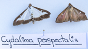 Cydalima perspectalis - FOTO: A.Costa/UIB