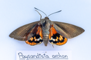 Paysandisia archon - FOTO: A.Costa/UIB