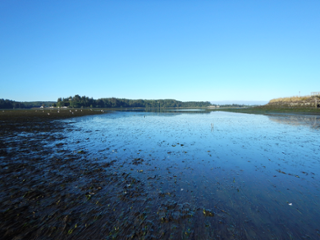 Zostera marina a Oregon (EUA). Foto: Fiona Tomas