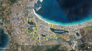 zones-humides-alcudia.png