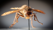 Ejemplar de Vespa crabro localizada en el Port d'Alcdia - FOTO: A.Costa/UIB