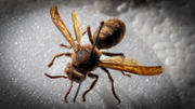 Ejemplar de Vespa crabro localizada en el Port d'Alcdia - FOTO: A.Costa/UIB
