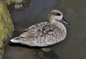 Cerceta pardilla