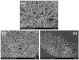 Biomolcules - Foto: Laboratori d'Investigaci en Litiasi Renal de la UIB