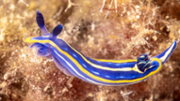 Exemplar de Felimare tricolor. Foto: Francisco Javier Daz/Biodibal
