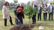 Jardins de Son Lled: plantada d'un taronger | Foto: A.Costa/UIB