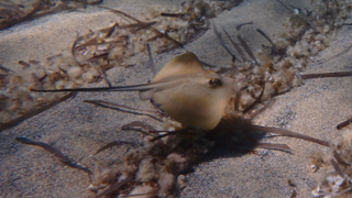 Ejemplar de raya en aguas de Mallorca. Foto: UIB