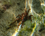 Cranc invasor Percnon gibbesi, conegut com a cranc aranya - Foto: Mara Pizarro-Borrull