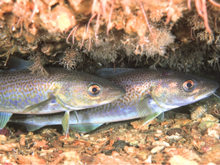 Se ha demostrado que el cambio climtico afecta a la reproduccin y distribucin de especies como el bacalao del Mar del Norte. @Erling Svensen (IMR) 