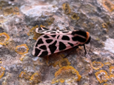 Cymbalophora pudica