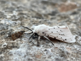 Spilosoma lubricipeda