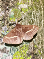 Lasiocampa trifolii