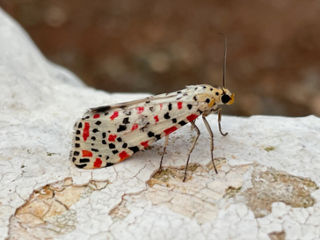 Utetheisia pulchella