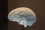 Los ritmos cerebrales revelan c&#xf3;mo los circuitos neuronales dirigen la informaci&#xf3;n con flexibilidad