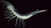 Exemplar de tethysbaena scabra. Foto: Dami Jaume