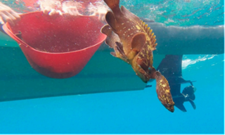 Alliberament de juvenils d?anfs (Epinephelus marginatus) marcats a la Reserva Marina de l?Illa de l?Aire (Menorca). Foto: IMEDEA