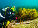 Fiona Tomas, investigadora del Institut Mediterrani d&#x2019;Estudis Avan&#xe7;ats, participa en un llamado internacional urgente para reformar permisos y agilizar la restauraci&#xf3;n marina